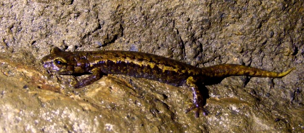 Gironzolando in Apuane